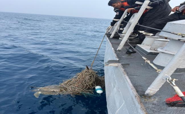 INDIAN NAVY RESCUES ENTANGLED OLIVE RIDLEY TURTLES
